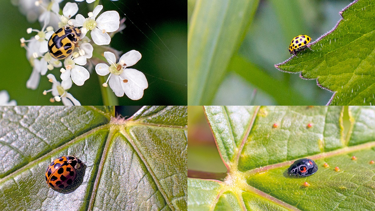 4 ladybirds