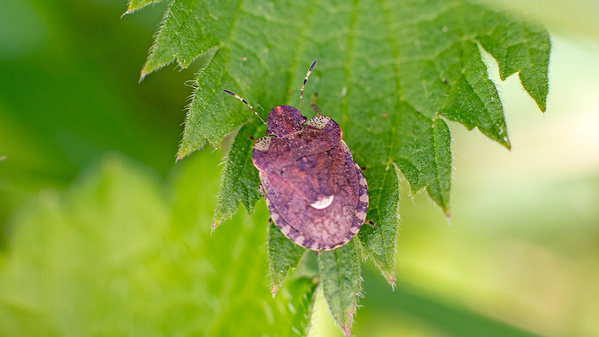 White-shouldered Shieldbug [Dyroderes umbraculatus]