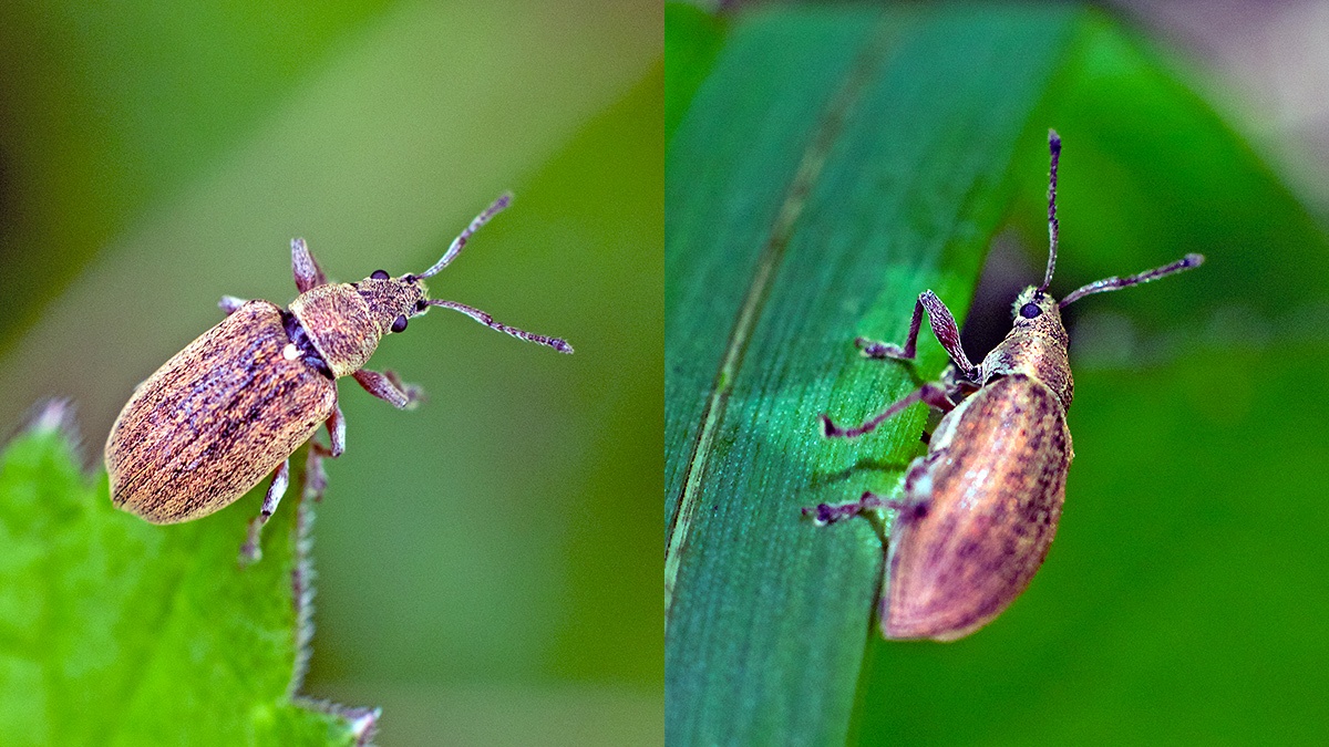 Common Leaf Weevil [Phyllobius pyri]