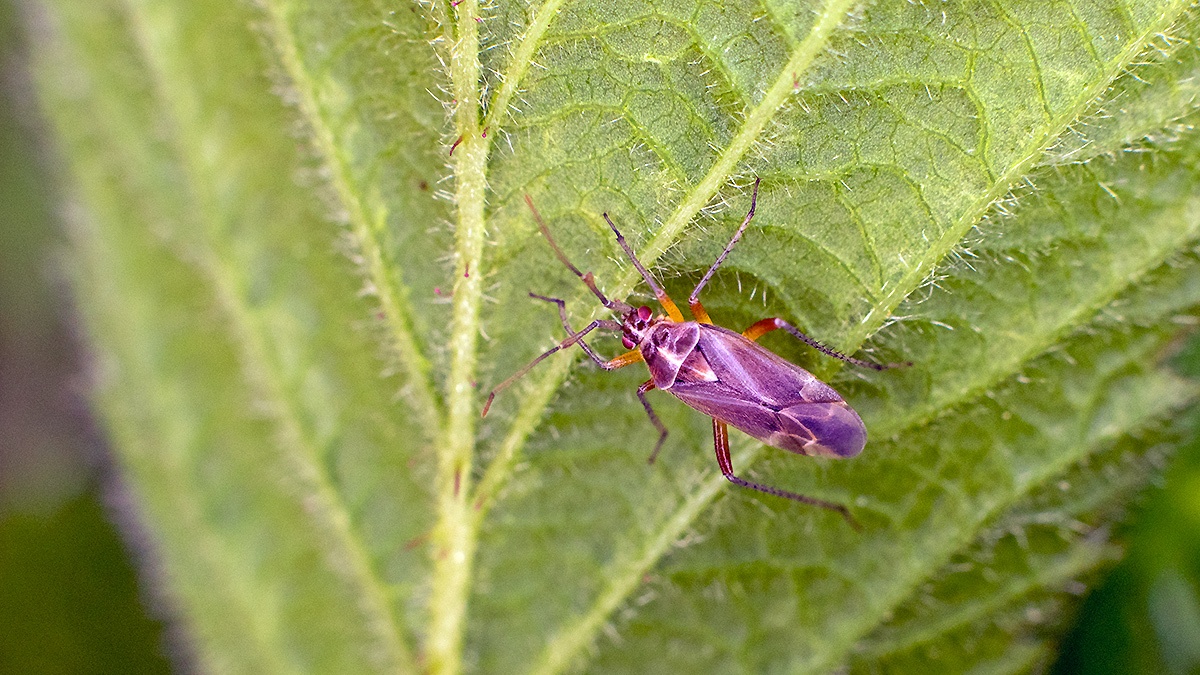 Oak Catkin Bug [Harpocera thoracica]