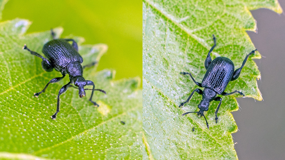 Birch Leaf-rolling Weevil [Deporaus betulae]