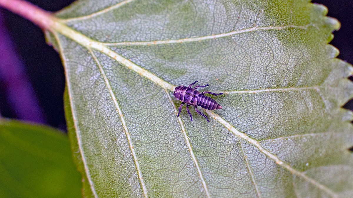leafhopper [Oncopsis flavicollis/subangulata]