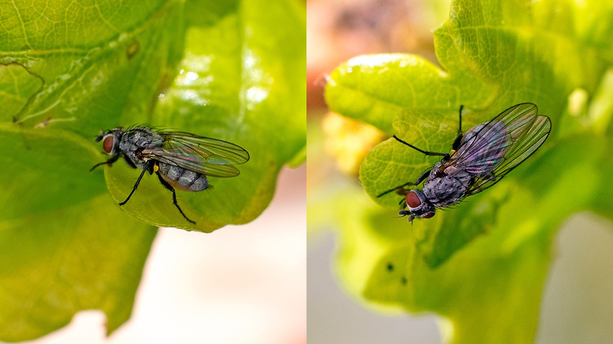 fly [Anthomyiidae sp.]