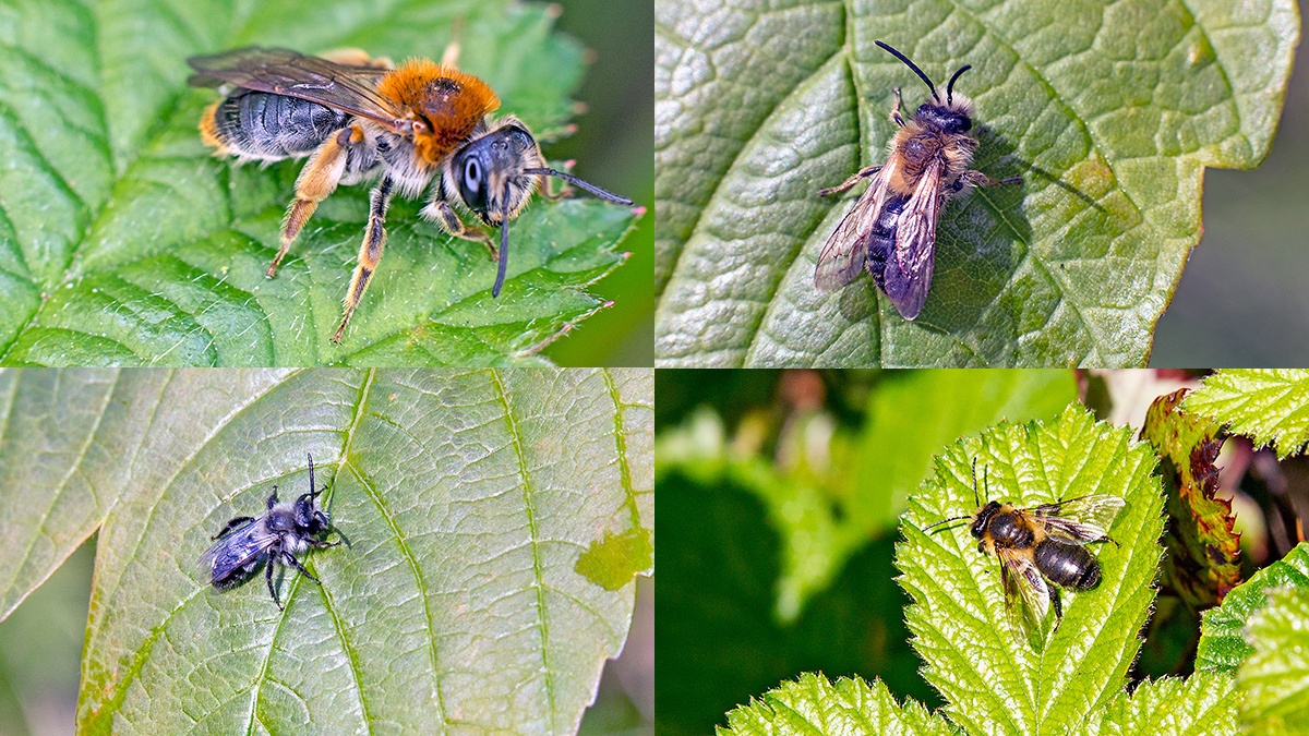 four mining bees [Andrena]
