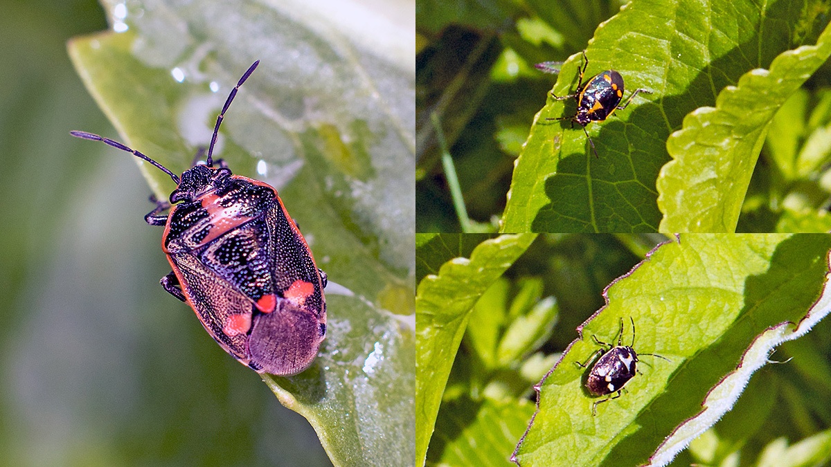 Brassica Shieldbug [Eurydema oleracea]