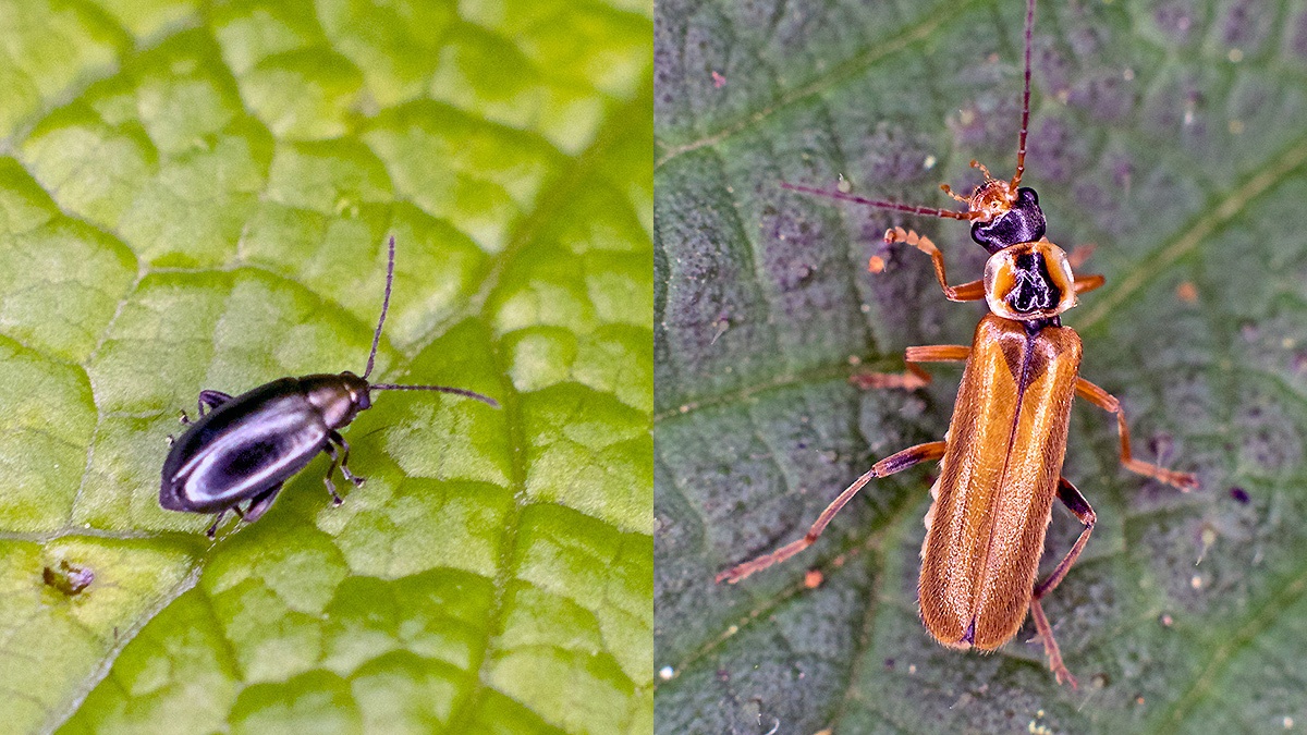 soldier beetle [Cantharis decipiens] and Cabbage-stem Flea Beetle [Psylliodes chrysocephala]