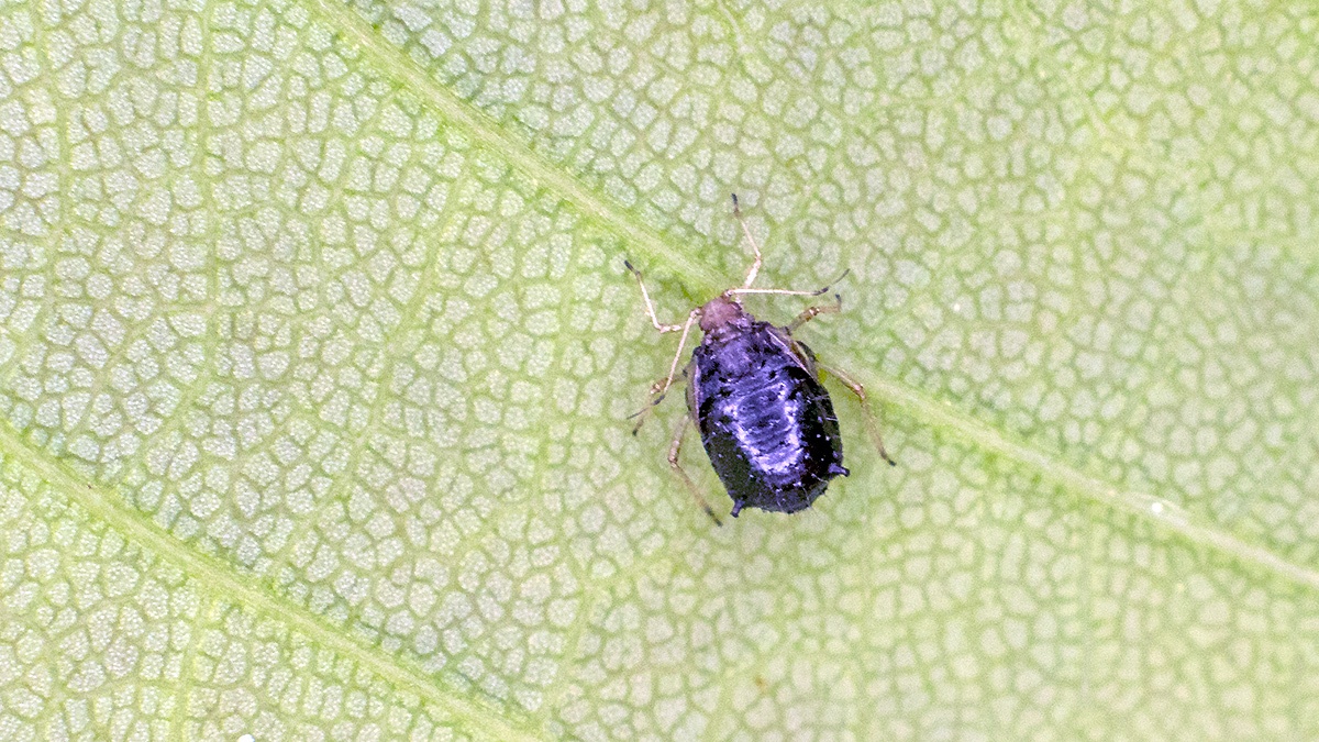 Black Bean Aphid [Aphis fabae]