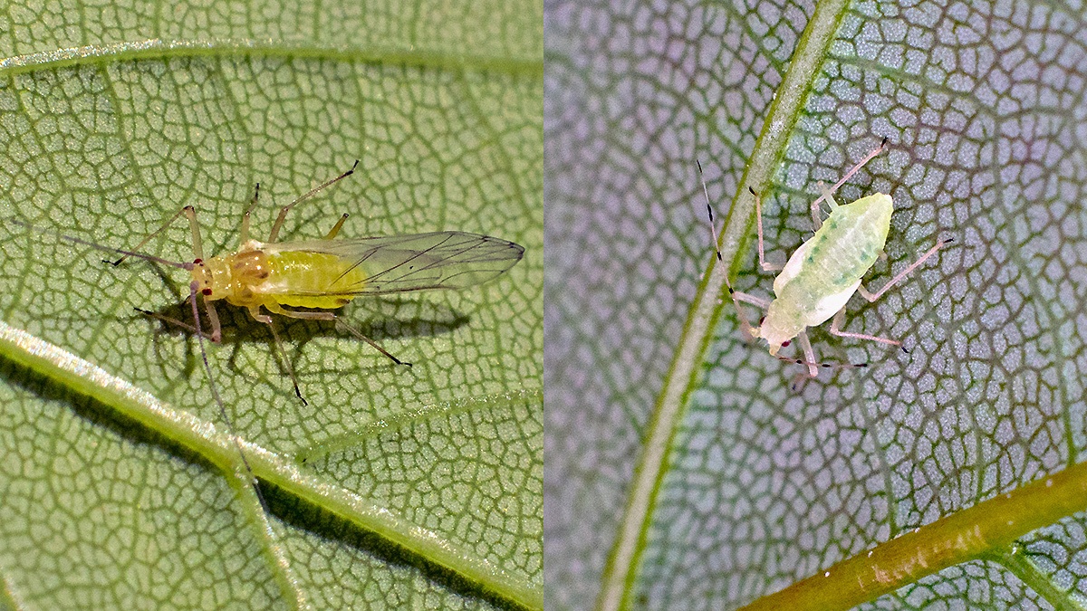Common Sycamore Aphid [Drepanosiphum platanoidis]