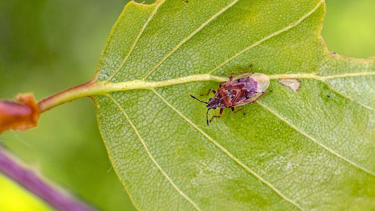 Birch Catkin Bug [Kleidocerys resedae]