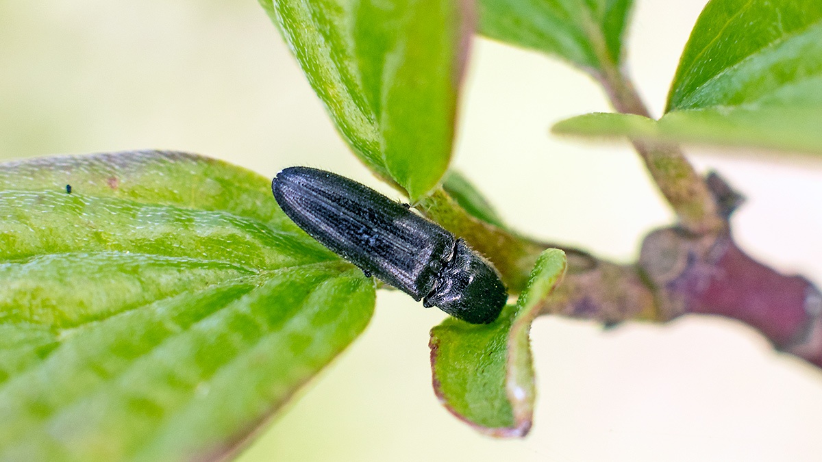click beetle [Limonius poneli?]