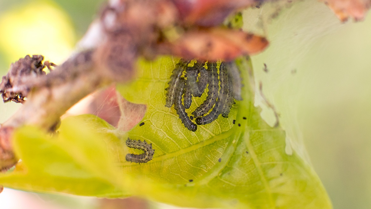 Green Oak Tortrix [Tortrix viridana]