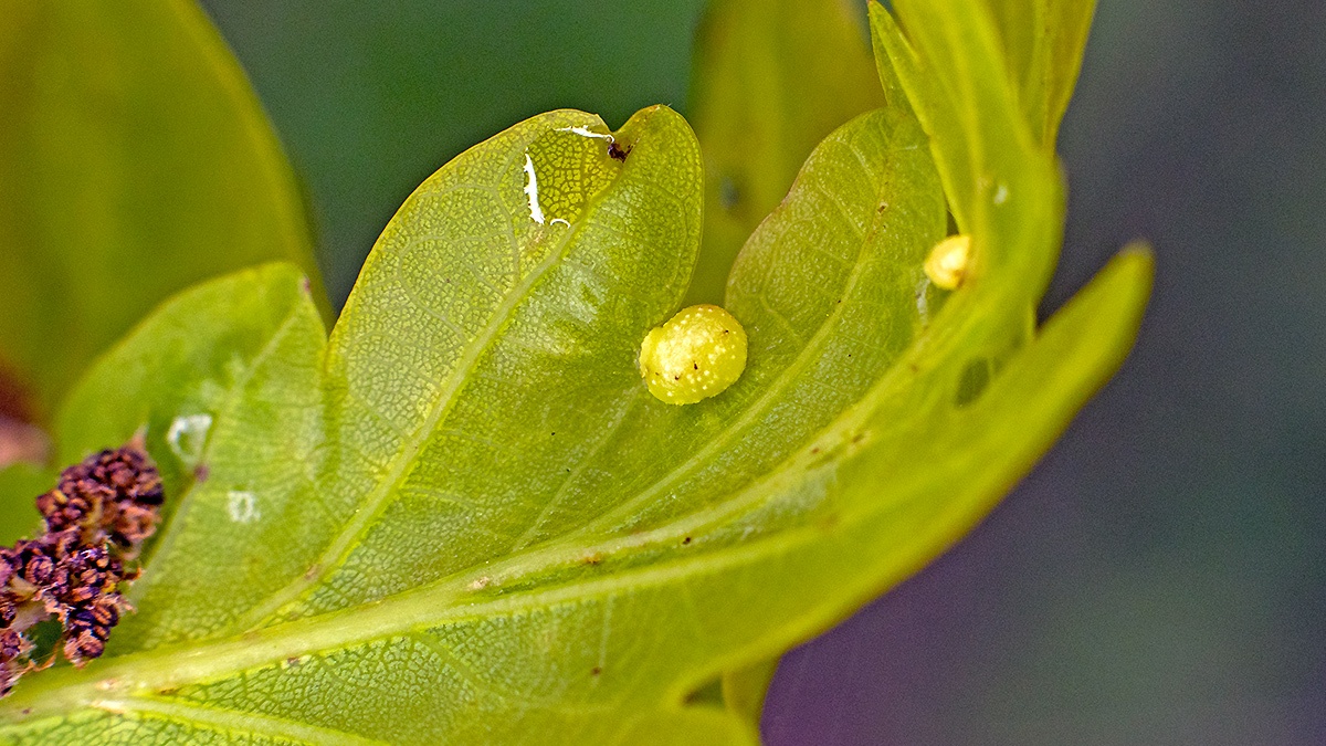 Cherry Gall Wasp [Cynips quercusfolii]