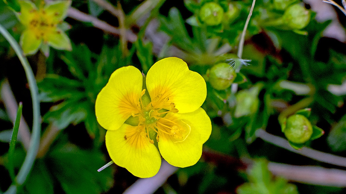 Tormentil [Potentilla erecta]