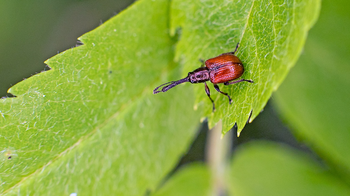 Apple Fruit Weevil [Tatianaerhynchites aequatus]
