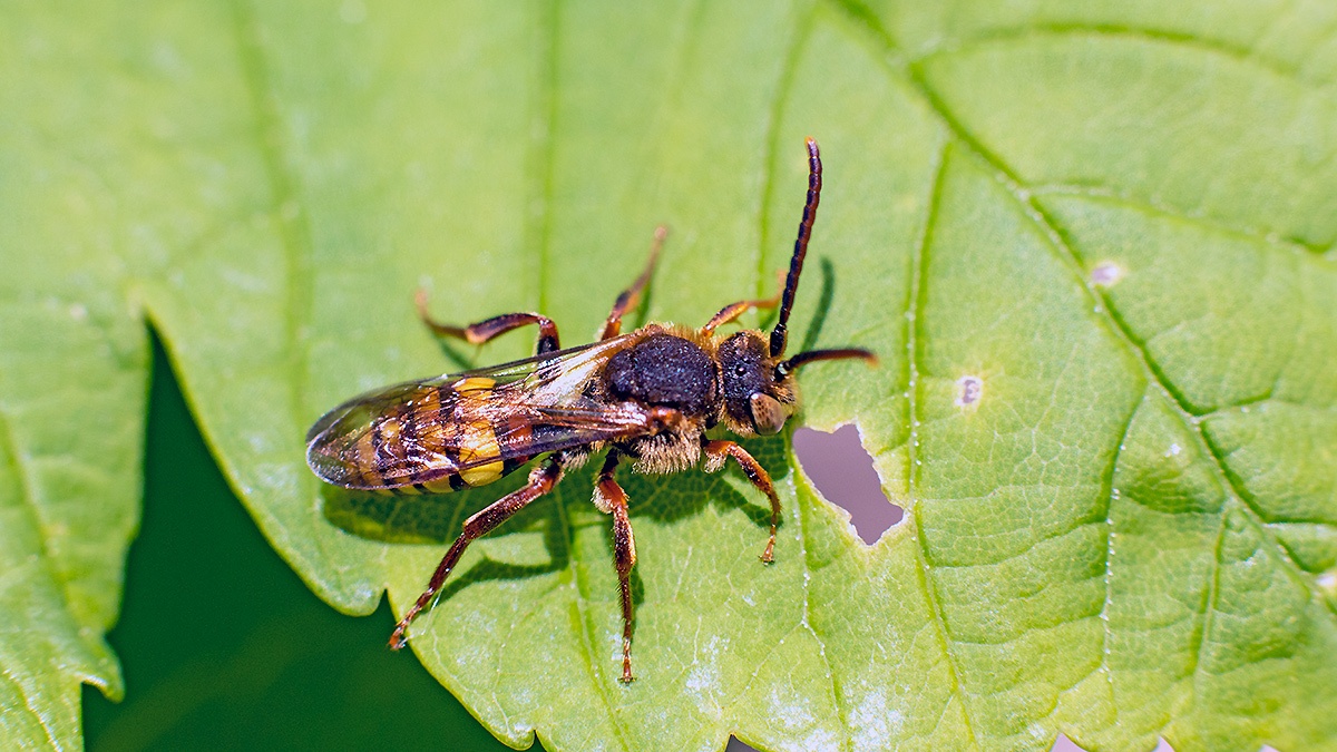 Flavous Nomad Bee [Nomada flava]