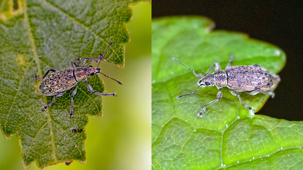 Common Leaf Weevil [Phyllobius pyri]
