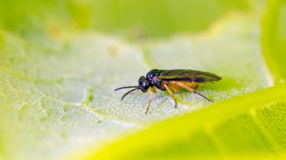 Bedstraw Sawfly [Halidamia affinis]