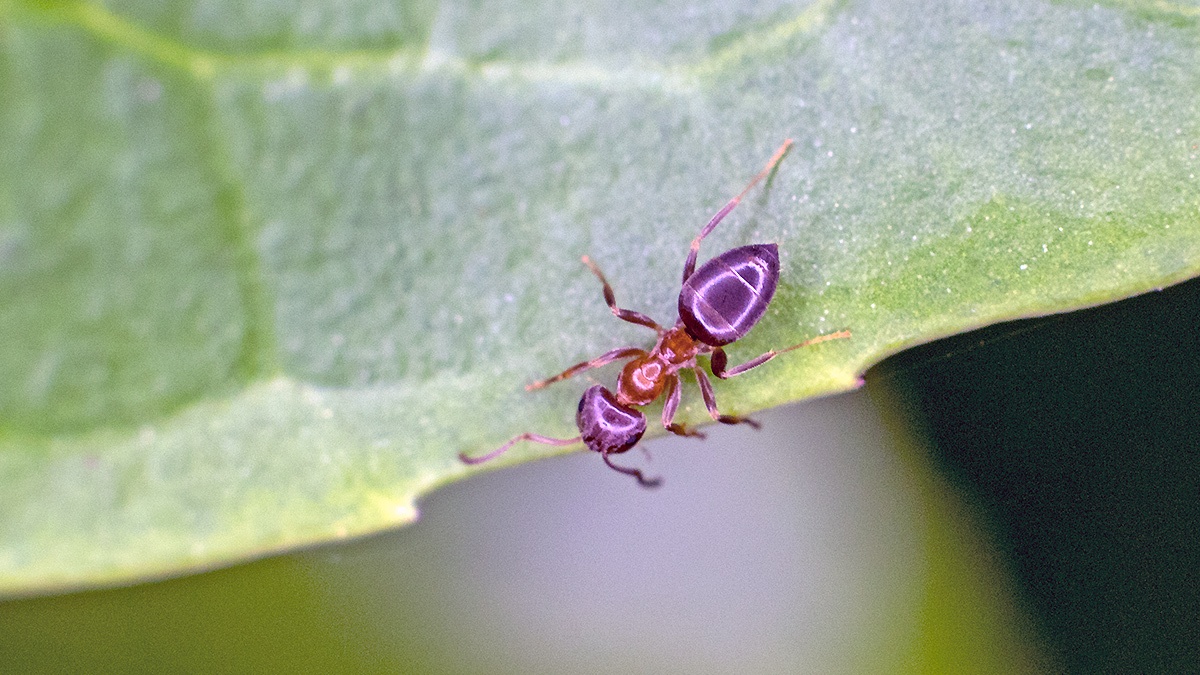 ant [Lasius sp.]