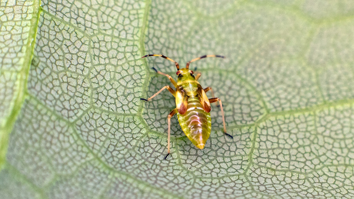 Four-spotted Oak Bug [Dryophilocoris flavoquadrimaculatus]