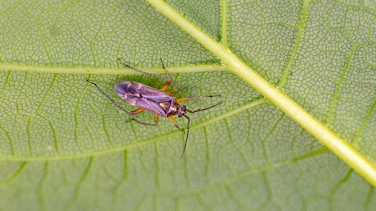 Oak Catkin Bug [Harpocera thoracica]