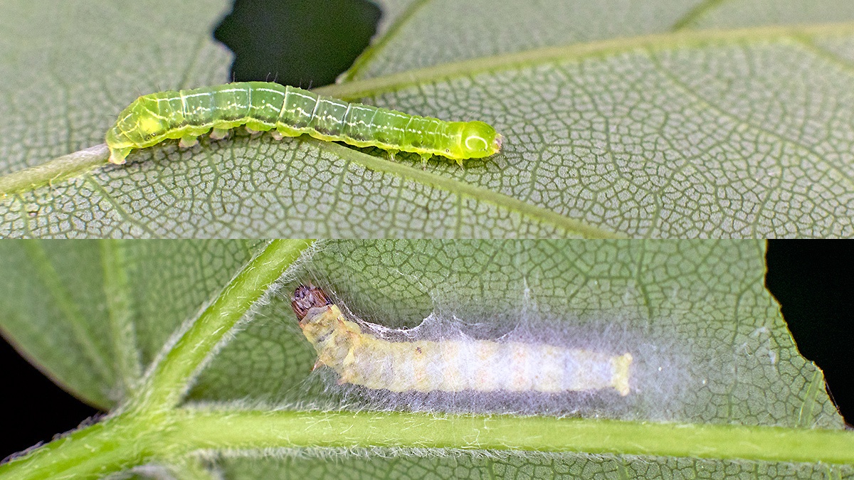 caterpillars [unidentified]