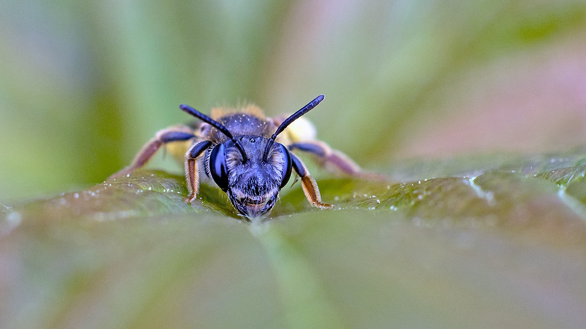 furrow bee [Lasioglossum sp.]