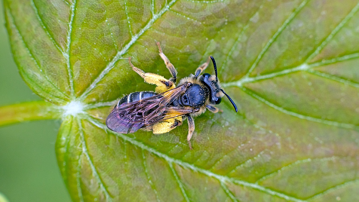 furrow bee [Lasioglossum sp.]