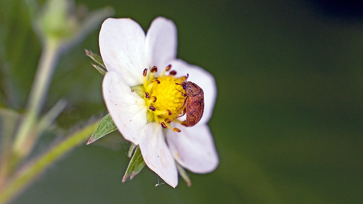 Yellow-brown Raspberry Beetle [Byturus ochraceus]