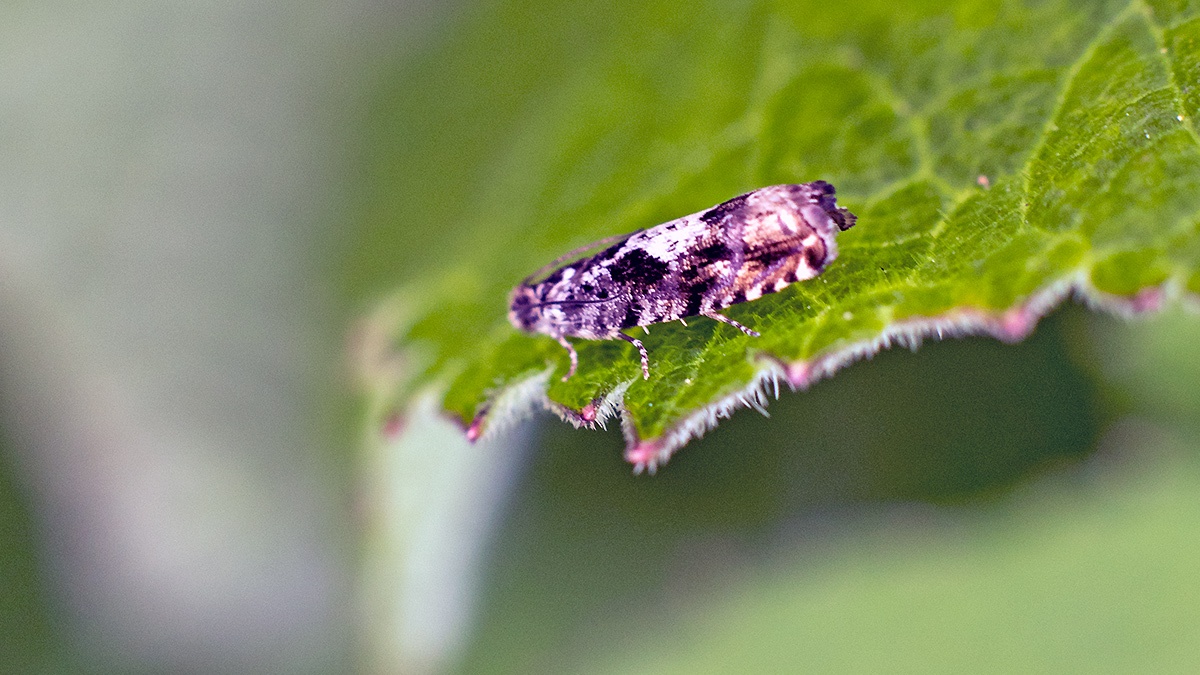 Oak Gall Moth [Pammene argyrana]