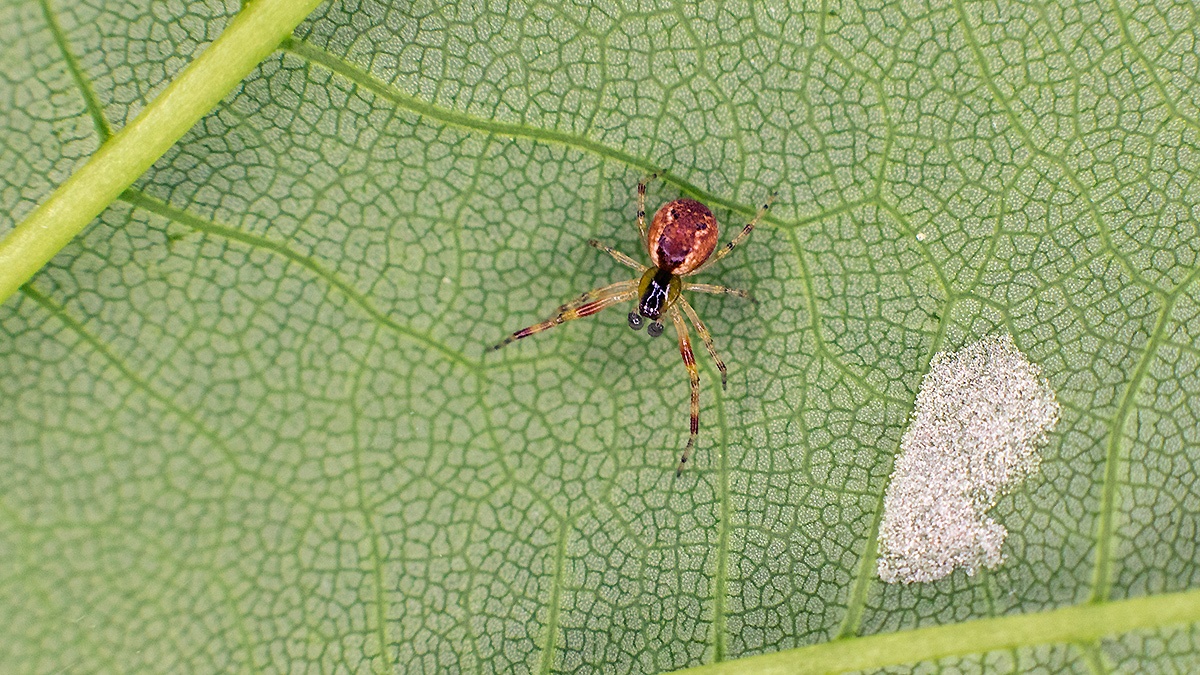 Banded Comb-Footed Spider [Anelosimus vittatus]