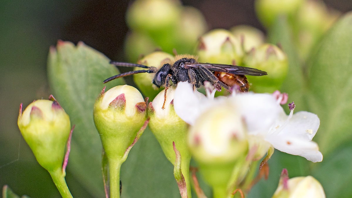 Fabricius' Nomad Bee [Nomada fabriciana]