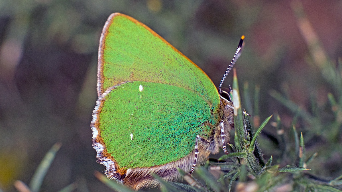 Green Hairstreak [Callophrys rubi]