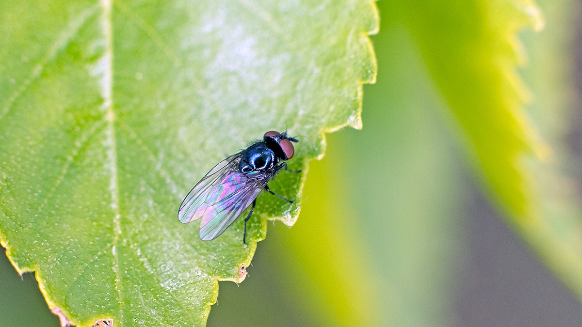 lance fly [Lonchaea chorea]