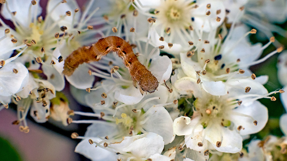 Mottled Umber [Erannis defoliaria]