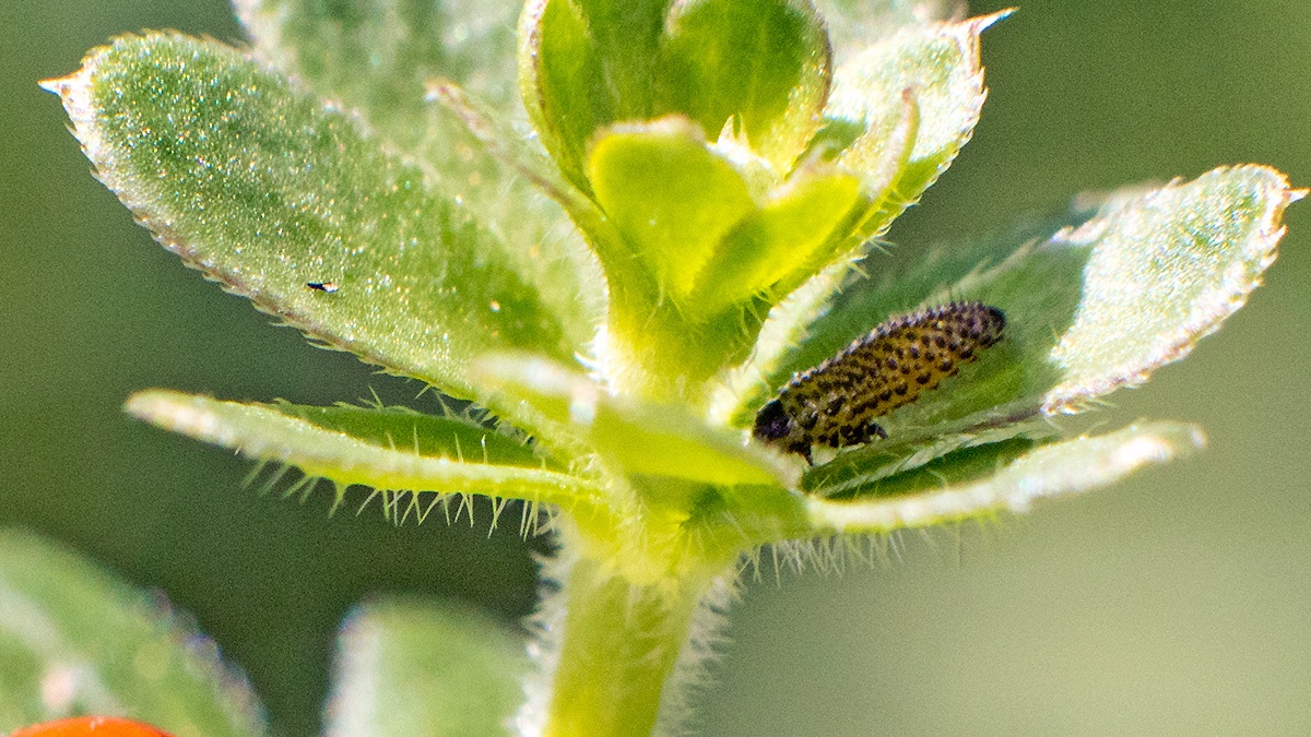 Viburnum Beetle [Pyrrhalta viburni]