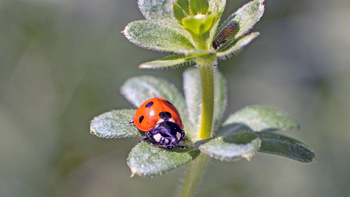 Seven-spotted Ladybird [Coccinella septempunctata]