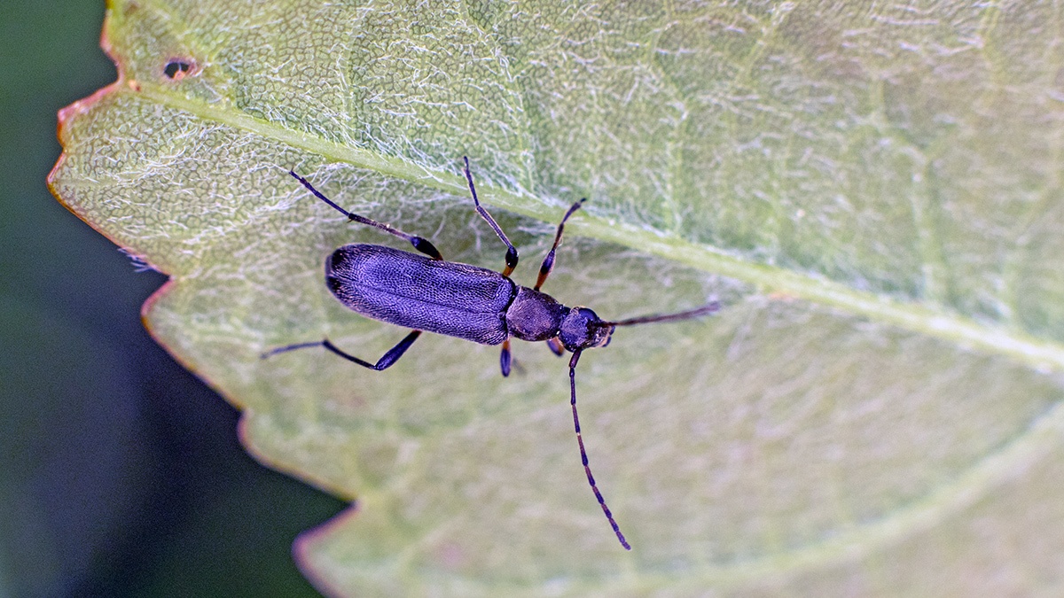 Common Grammoptera [Grammoptera ruficornis]
