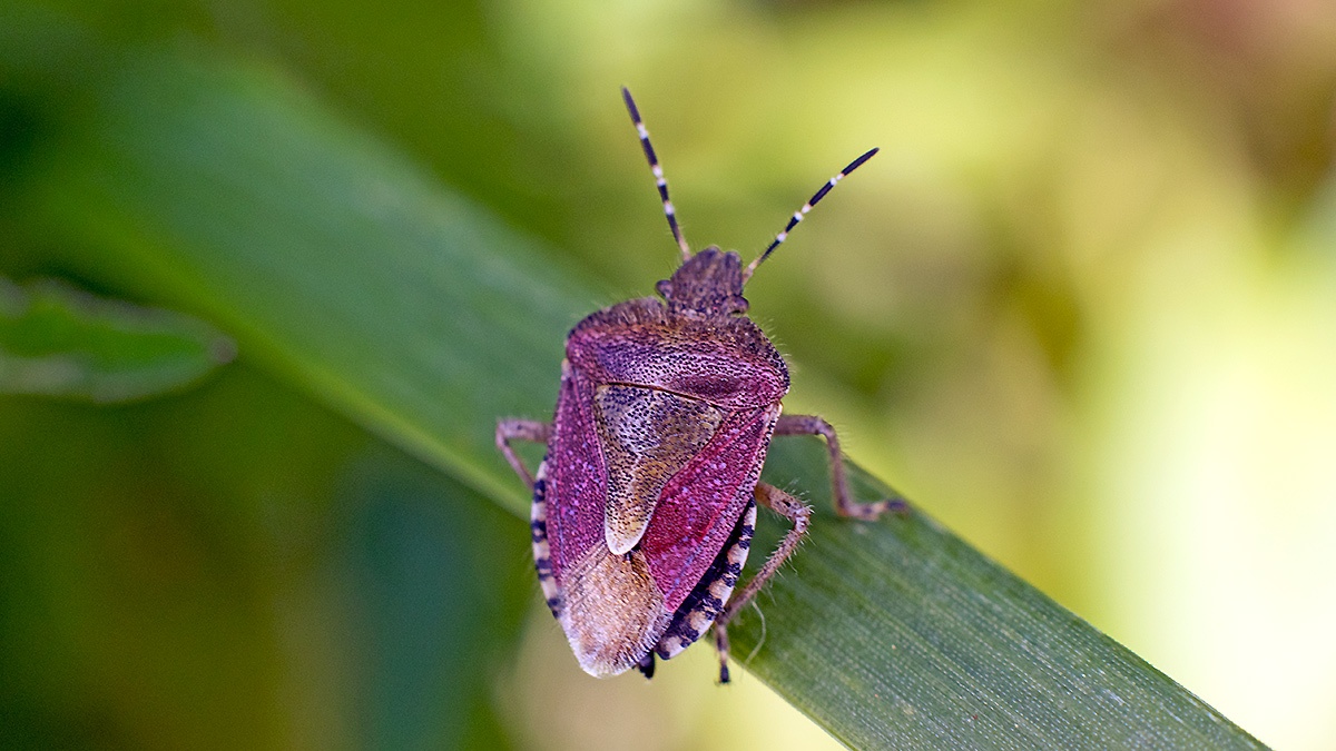 Hairy Shieldbug [Dolycoris baccarum]