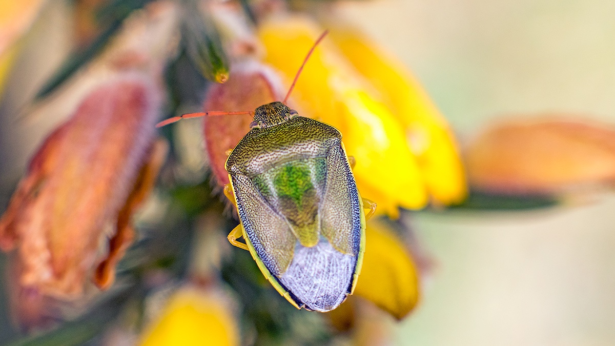 Gorse Shieldbug [Piezodorus lituratus]