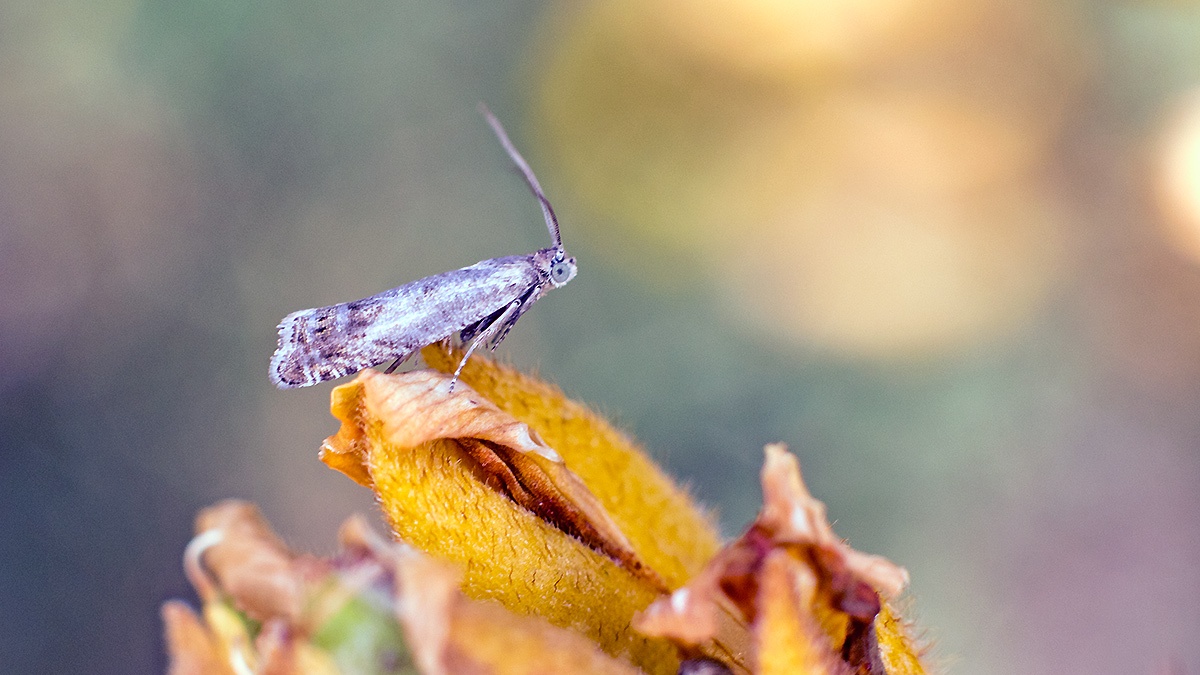 Common Gorse Moth [Cydia ulicetana]