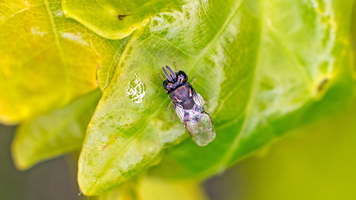chalcidoid wasp [Perilampus sp.]