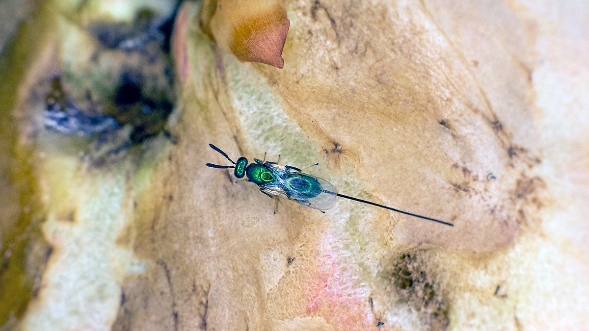 chalcid wasp [Torymus affinis]