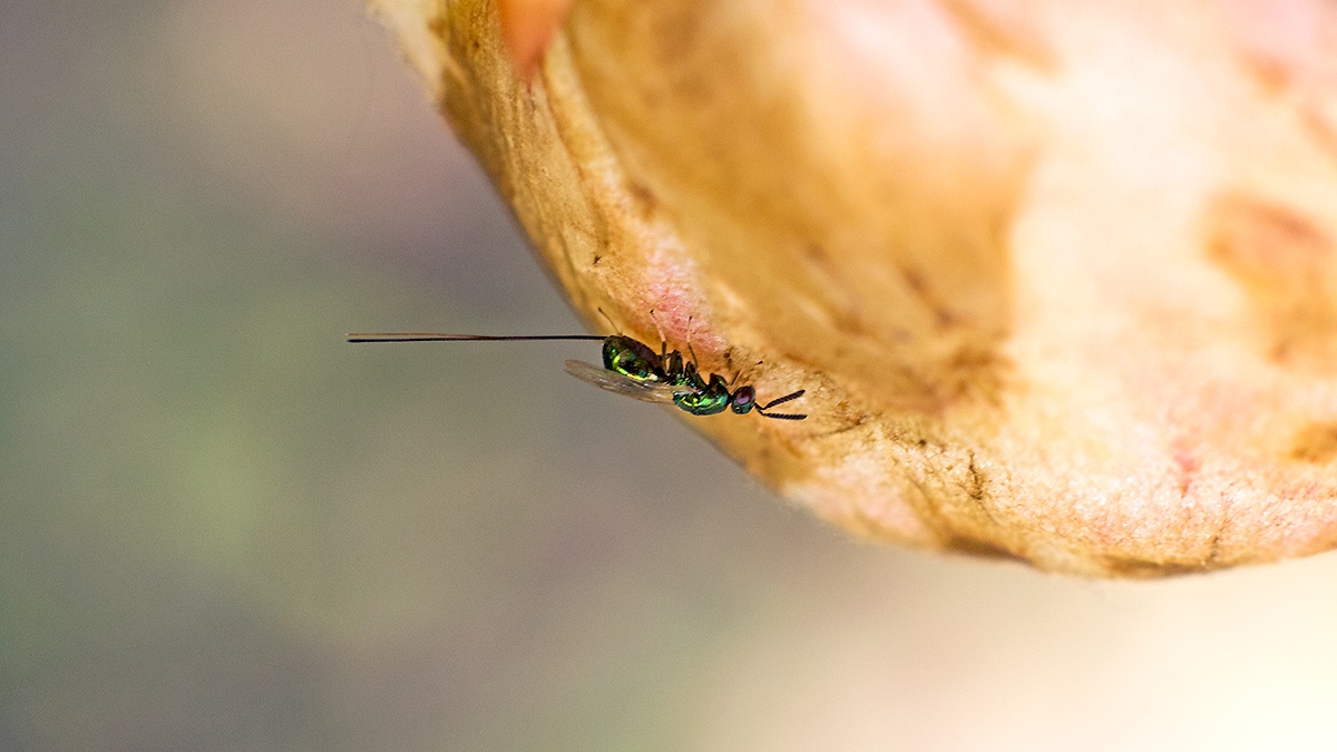 chalcid wasp [Torymus affinis]