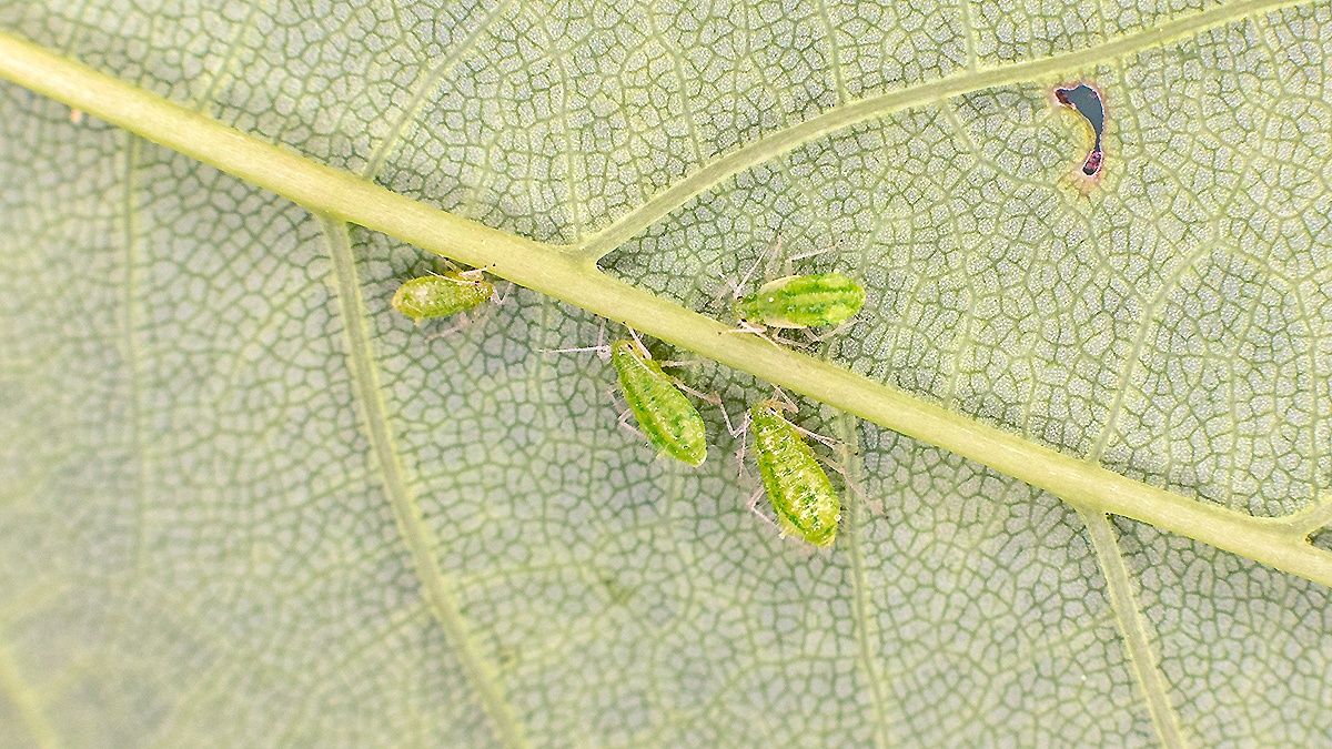 Sycamore Periphyllus Aphid [Periphyllus acericola]
