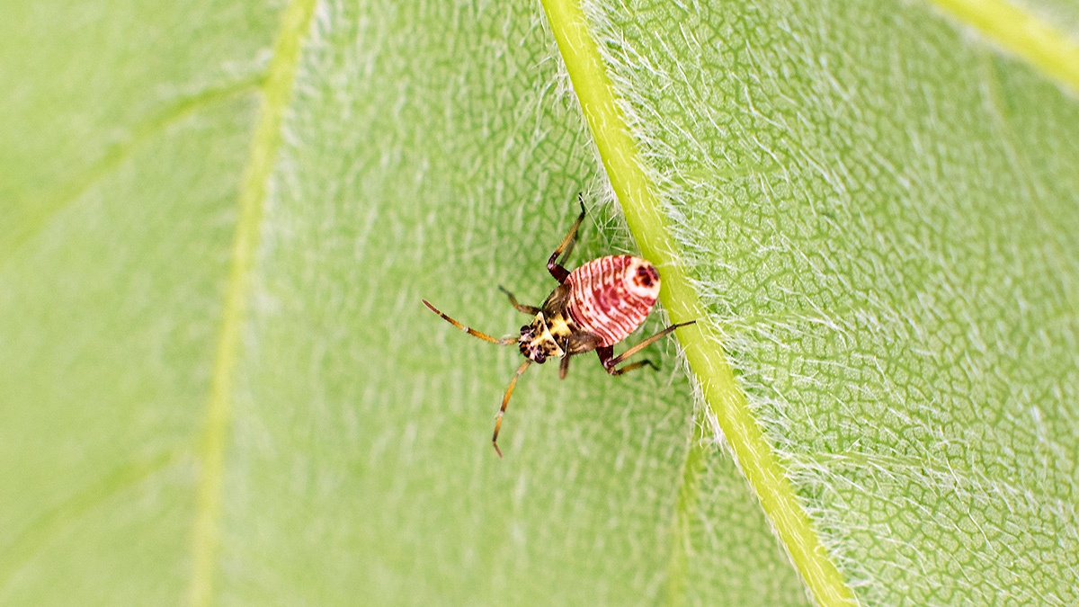 Striped Oak Bug [Rhabdomiris striatellus]