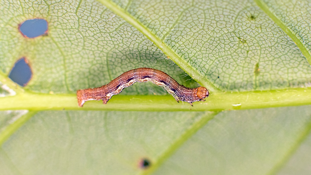 Mottled Umber [Erannis defoliaria]