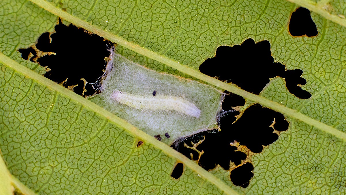 caterpillar [unidentified]