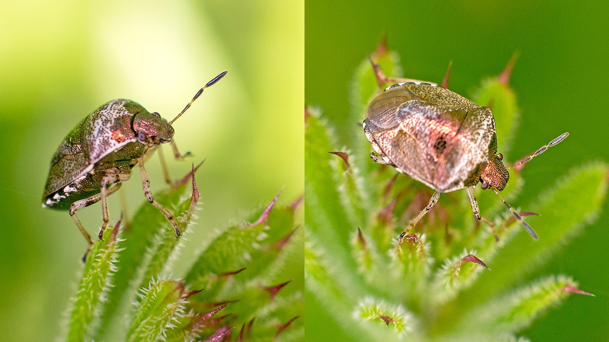 Woundwort Shieldbug [Eysarcoris venustissimus]