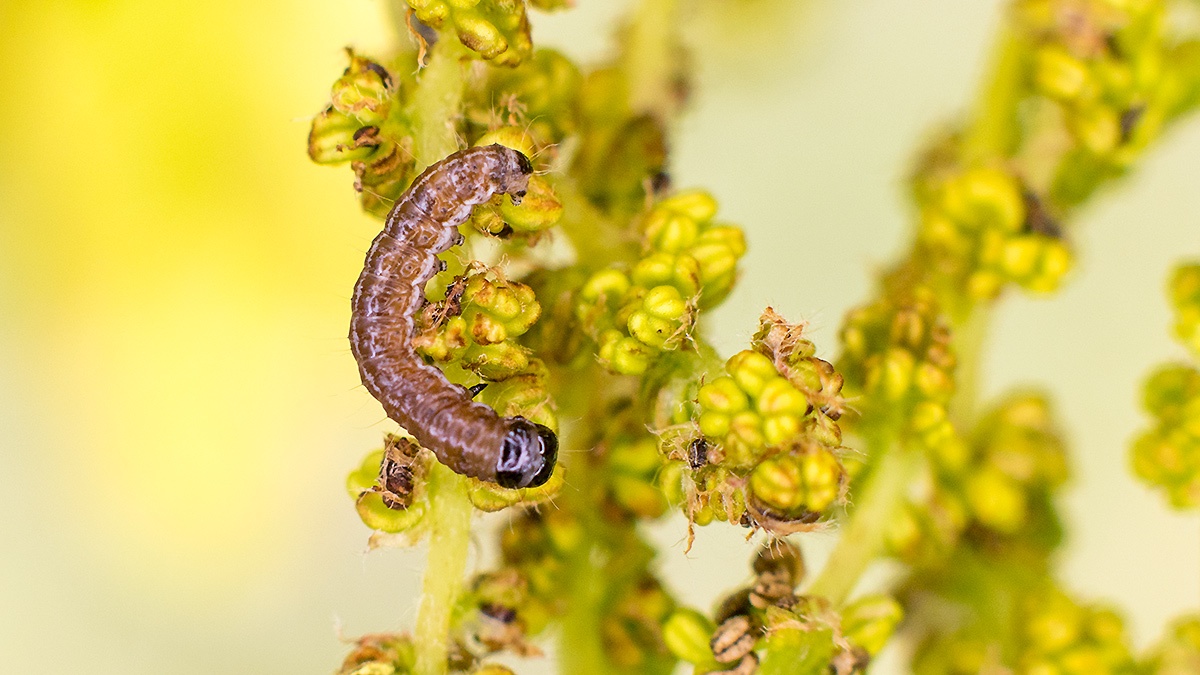 caterpillar [unidentified]