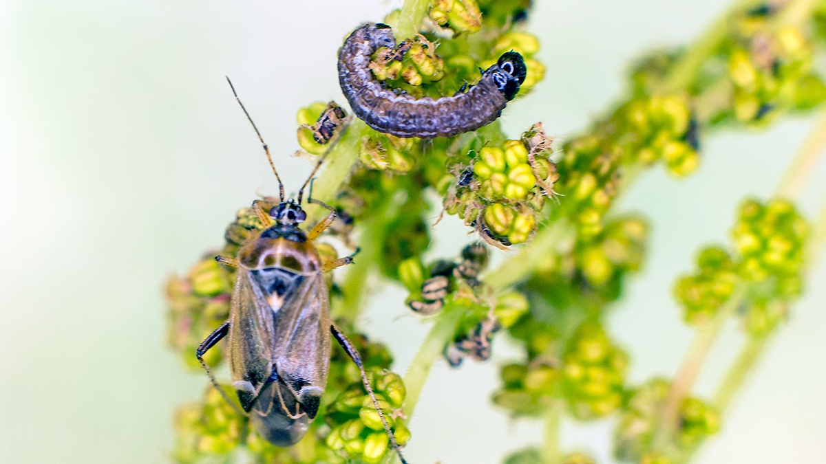 Oak Catkin Bug [Harpocera thoracica]